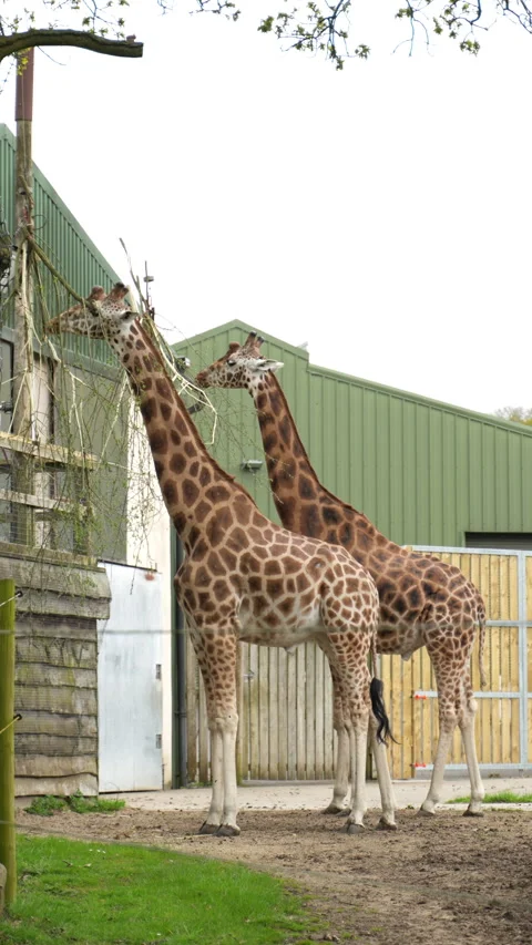 Vertical video of two mature giraffes at the zoo Stock Footage 304881302