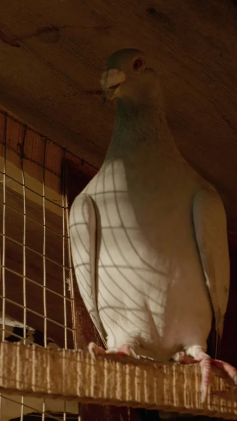 Vertical video Two pigeons resting in a cage Stock Footage 306222760