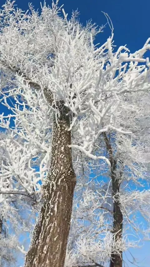 Vertical Video Two Pristine Rime Ice Trees with Pure White Branches in Winte Stock Footage 328274238
