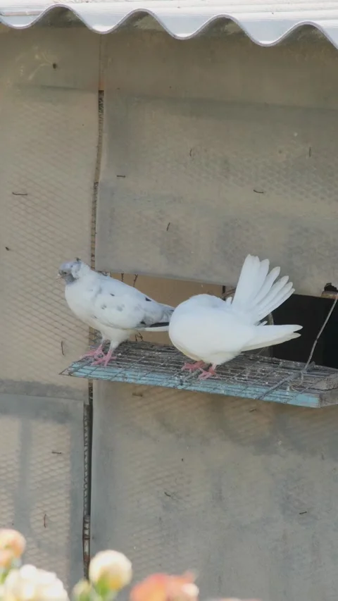 Vertical video of two white pigeons enjoying sunny weather at the entrance o Video stock 343064185