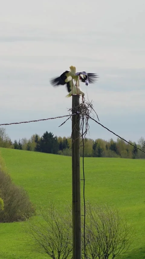 Vertical Video of Two White Stork Starting to Build Nest on a Wooden Utility Video stock 339678955