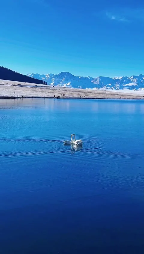 Vertical Video of Two White Swans Forming a Heart Shape on Blue Lake with Sn Vídeos de archivo 326176851