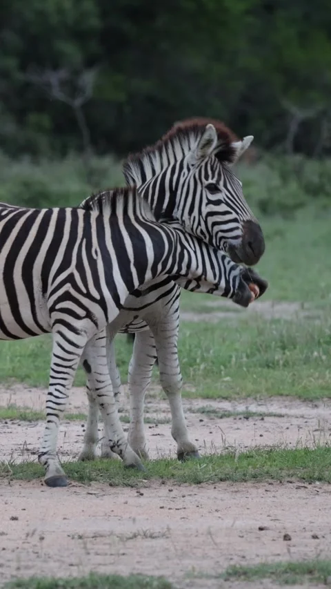 Vertical video, two zebra stallions play fighting Stock Footage 324564716