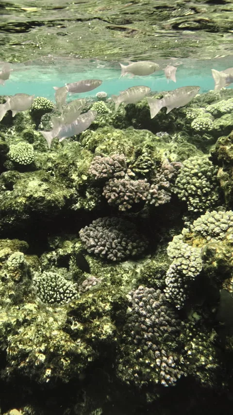 Sea Animals Video Stock Videos – Royalty-Free HD & 4K Videos | Page 2