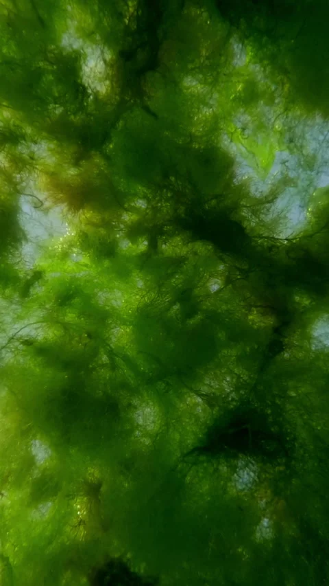 Vertical video, Underwater view on Drifting colony of colonial form algae Stock Footage 305849641