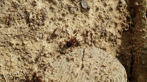 Vertical Video Unknown Insect In The Wild For Social Media Account Stock Footage 156904414