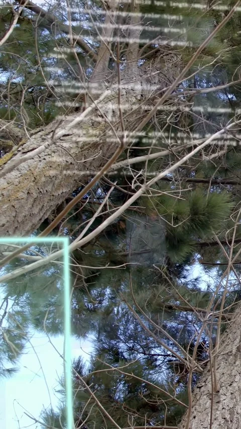 Vertical video: Upward camera tilt causing HUD panels sliding over pine trunk Stock Footage 333289456