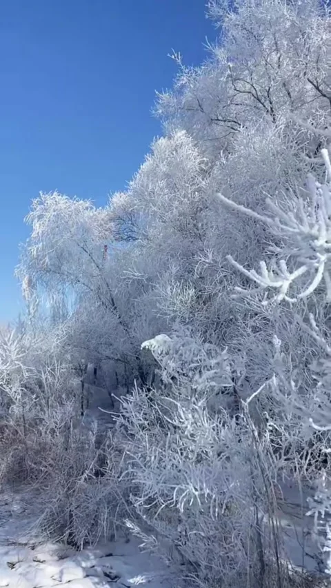 Vertical Video Vast Forest Covered in Thick Rime Ice and Winter Frost Stock Footage 328385308