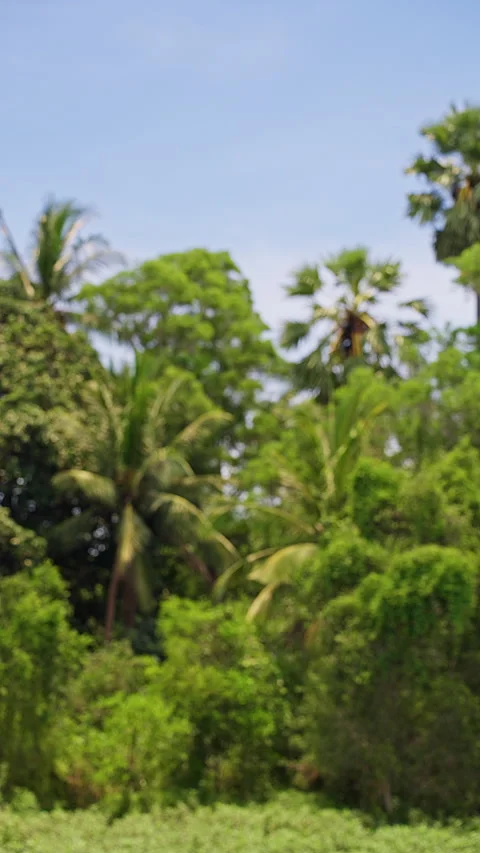 Vertical video. Vertical Defocused Tropical Palm Tree Background With Blue Sky a Stock Footage 335240140