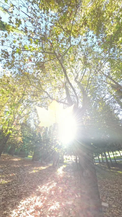Vertical video. A vibrant autumn leaf floats mid-air, bathed in warm sunlight Stock Footage 289893385