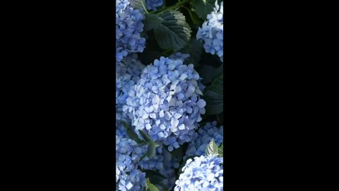 Vertical video of vibrant hydrangea flowers swaying in light. Stock footage Stock Footage 317317084