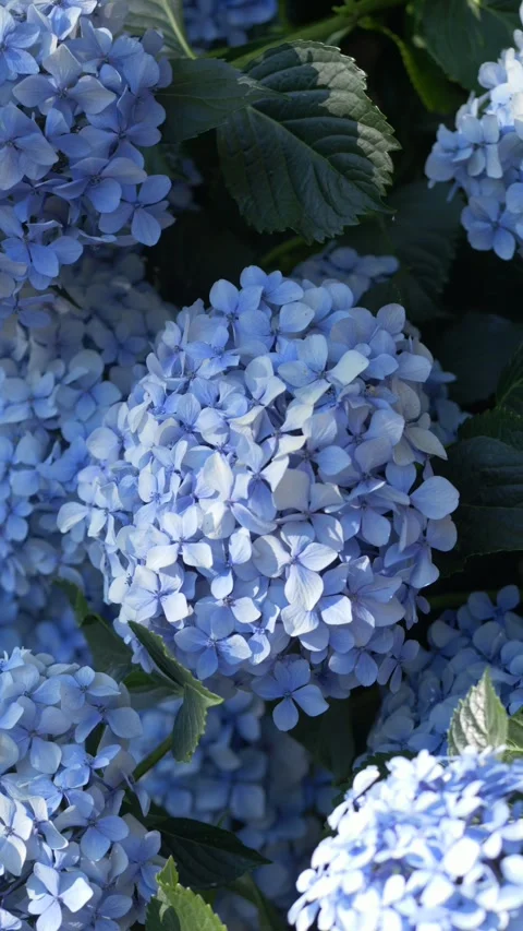 Vertical video of vibrant hydrangea flowers swaying in light. Stock footage Stock-Footage 318069028
