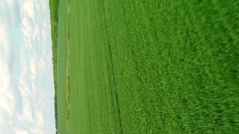 Vertical video. View from the air. Green sprouts of wheat on the field Video stock 277681238