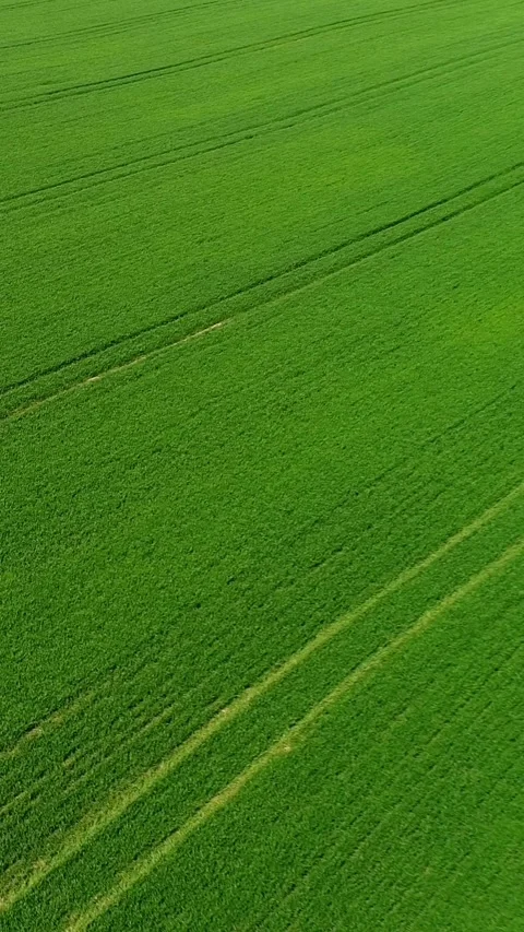 Vertical video. View from the air. Green sprouts of wheat are approaching the Stock-Footage 290849979