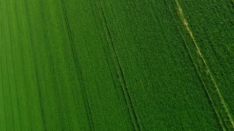 Vertical video. View from the air. Young green sprouts of wheat are approaching Video stock 268185975