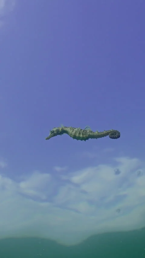 Vertical video, View from below on Long Snouted Seahorse (Hippocampus Stock Footage 307856682