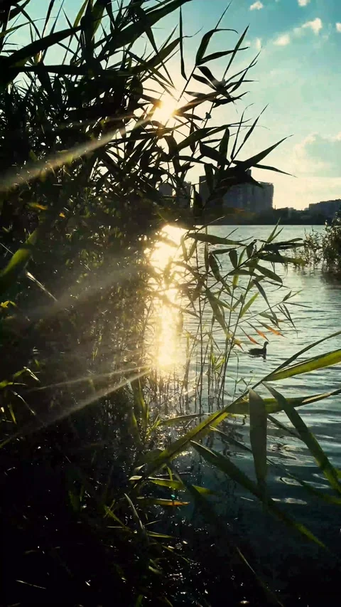 Vertical video with a view of the river and reeds. Krasnodar, Russia Vidéo 206391410