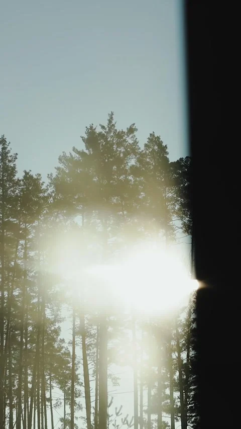 Vertical video. View from the window of the sunset over a pine tree through the Video stock 321947655
