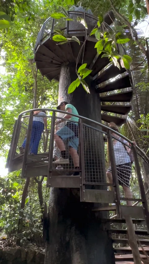 Vertical Video of Visitors Walking Through Tropical Greenhouse Video stock 345162860
