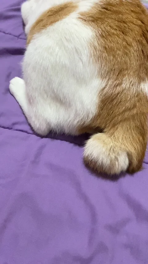 Vertical video of Wagging Cat's tail Stock Footage 316045045