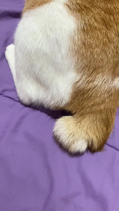 Vertical video of Wagging Cat's tail Stock Footage 316045356