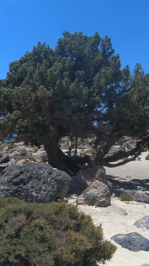 Vertical video of a walk among the juniper cedar trees at Kedrodasos, Crete Stock Footage 337211614
