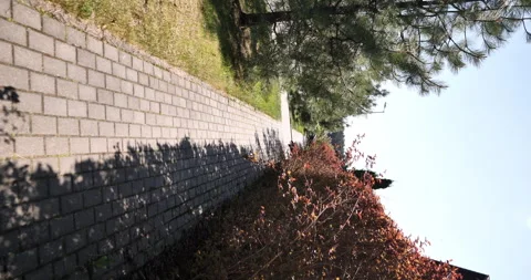 Vertical video. Walk: Serene Sidewalks and Neatly Trimmed Shrubs Stock Footage 242458878
