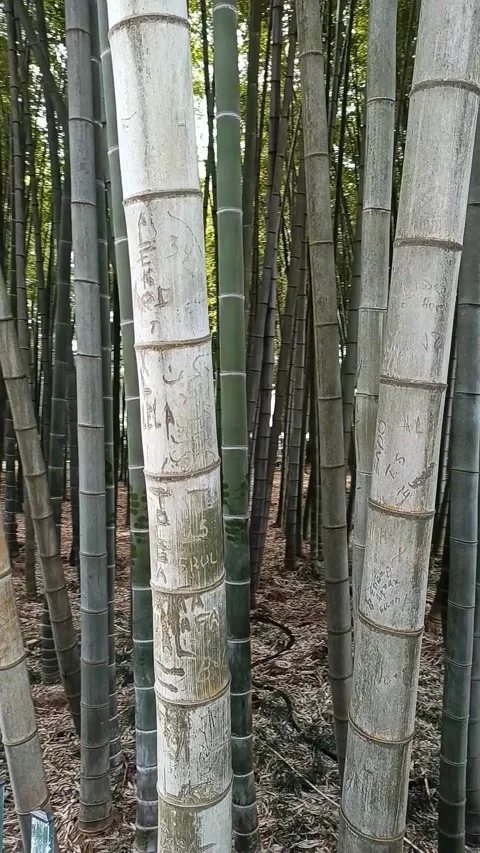 Vertical video of a walk through a bamboo grove with a view of tall bamboo Stock Footage 308930242