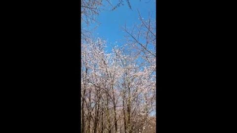 A vertical video of walking see a cherry blossom garden in full bloom with .. Stock Footage 300073192