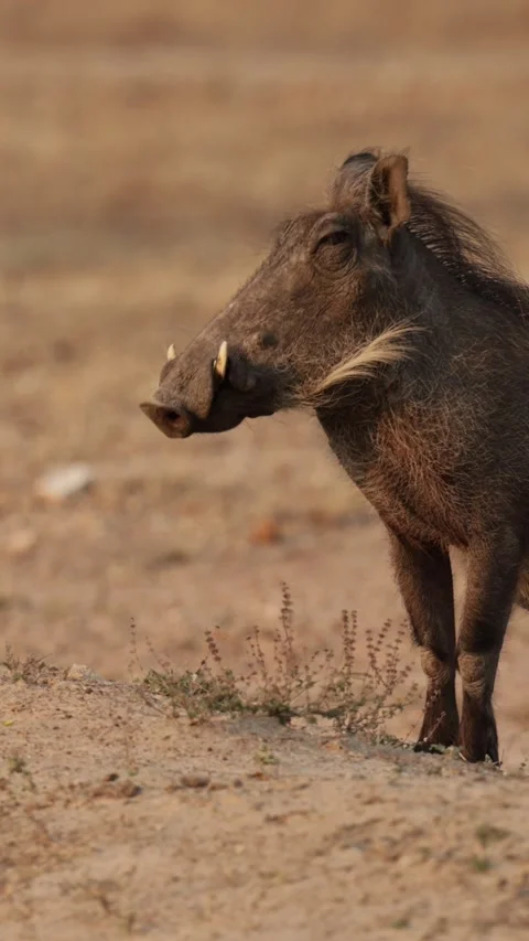 Vertical video, a warthog keeping her eyes on the cheetah cub 動画素材 344678057