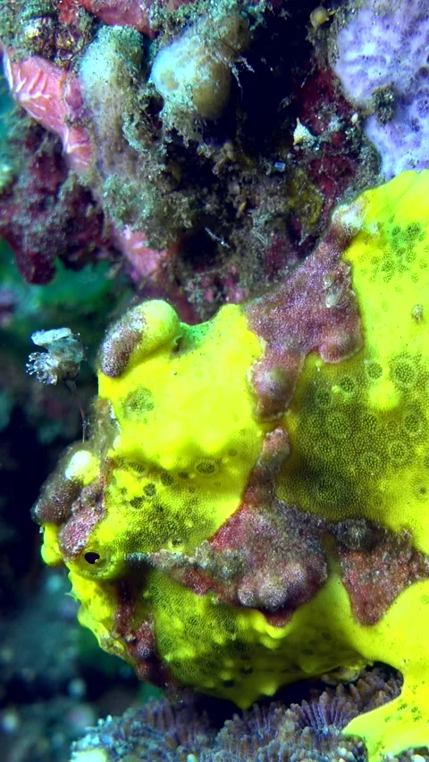 Vertical video of Warty frog fish (Antennarius maculatus) Stock-Footage 222581890