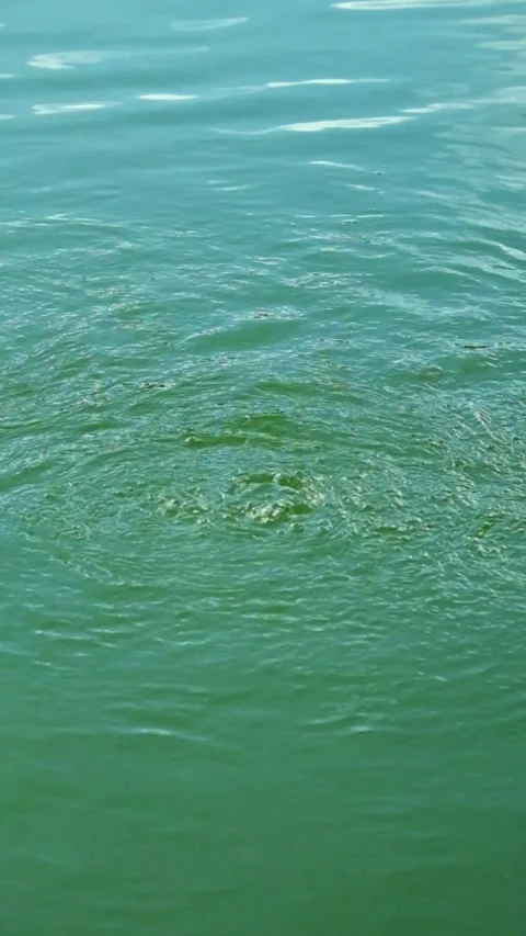 Vertical video of water bubbles emerging from the surface of the lake Stock Footage 319922016