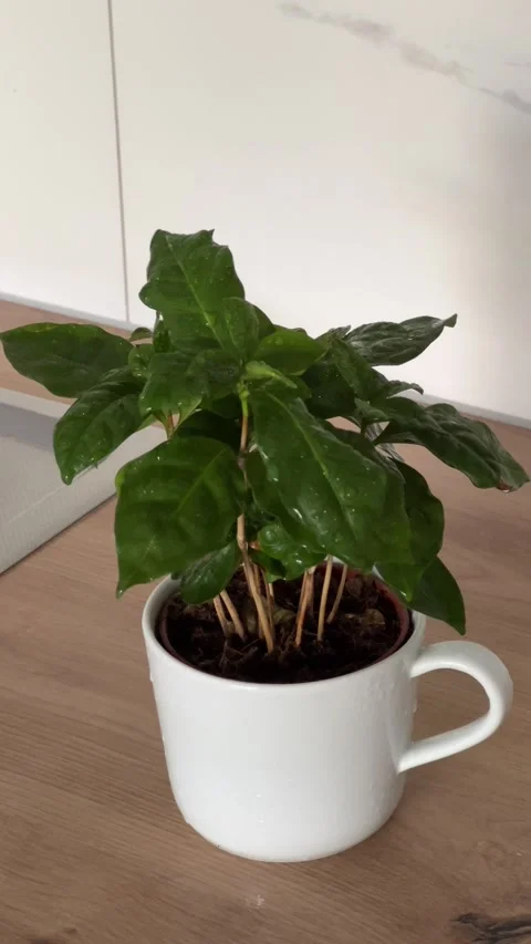 Vertical video of water spraying a potted coffee plant Stock Footage 308930344