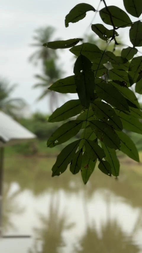 Vertical video of waving leaf and tree at the pond in Thailand. Stock Footage 266994288