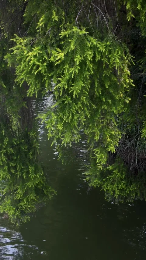 Vertical Video Weeping Juniper Branches Beside Lake Stock Footage 315847995