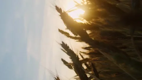 Vertical video wheat field in evening blooming rays of light Stock Footage 246959389