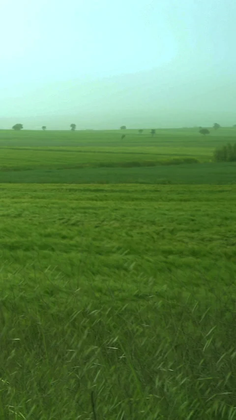 Vertical video, Wheat field 動画素材 295208164