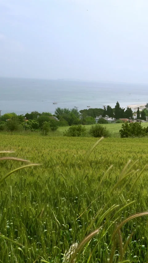 Vertical video, Wheat field 스톡 동영상 295640994