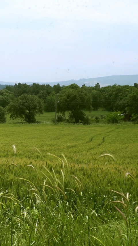 Vertical video, Wheat field 動画素材 295641193