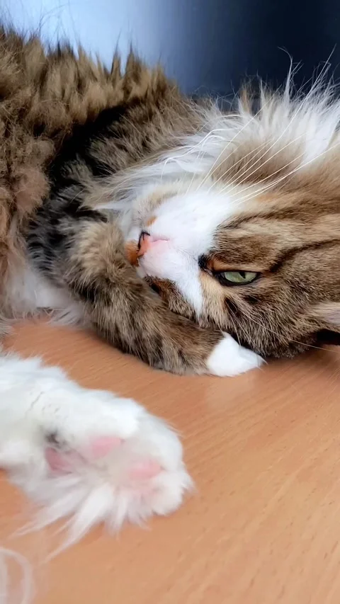 A vertical video in which a cat hides its pink nose with its paw, purring. The Stock Footage 276306318