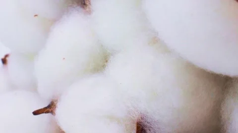 Vertical video, white and brown cotton ball flowers circle rotation close up Stock Footage 246540632
