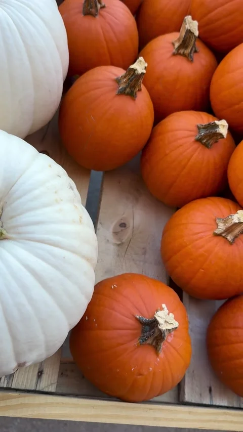 Vertical video of white and orange pumpkins displayed outdoors Stock Footage 345363265