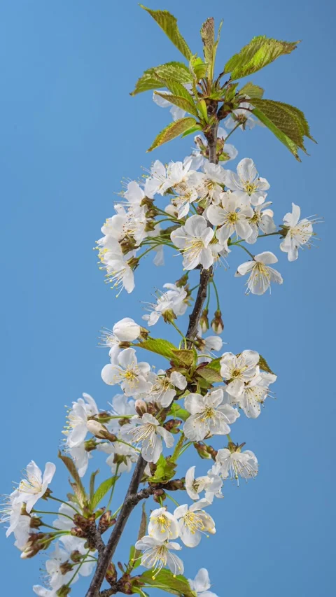 Vertical video of White cherry flowers blooming towards blue sky in spring Time Stock Footage 275654435