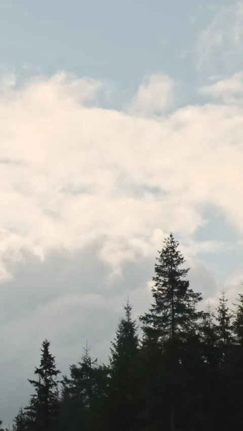Vertical video, White clouds quickly float fir forest. Spruce trees silhouettes  Stock Footage 307282565