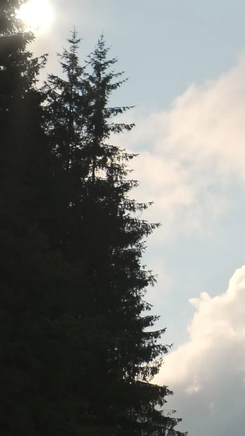 Vertical video, White clouds quickly float fir forest. Spruce trees silhouettes Stock Footage 307282806