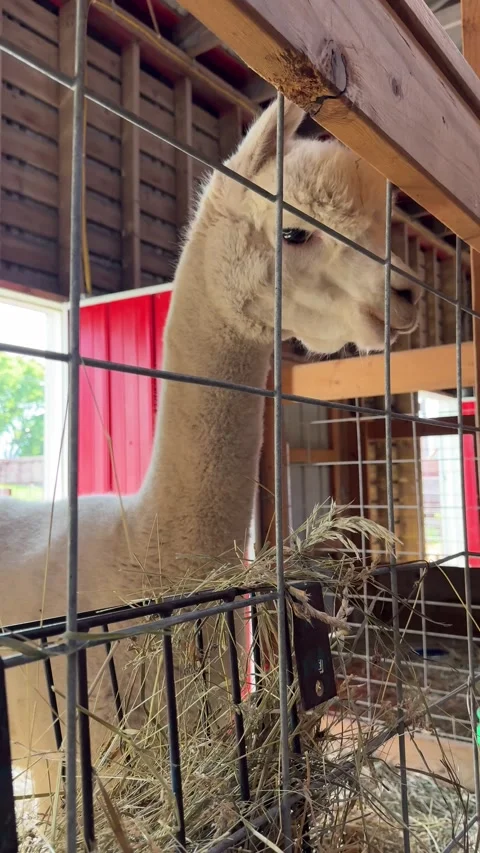 Vertical video of a white llama looking through fence Stock-Footage 345620533