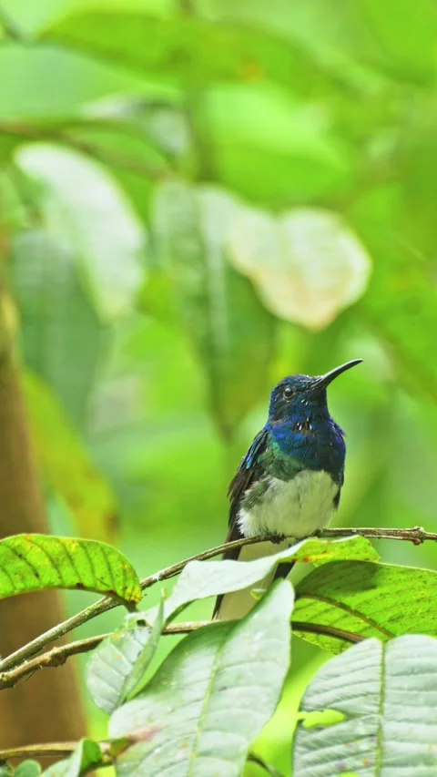 Vertical video of white-necked Jacobin resting and sticking out tongue with.. Stock Footage 342190626