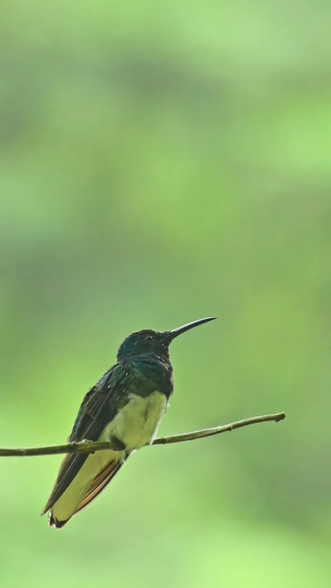 Vertical video of white-necked Jacobin resting against a smooth green bokeh.. Stock Footage 342760620