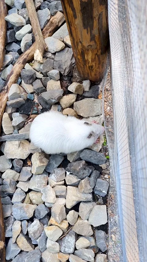 Vertical video of a white nutria eating fresh green food on stones near a cage. Vidéo 343965750