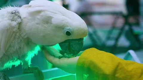 Vertical video of a white parrot with owner. fun with white parrot, Stock Footage 343783269